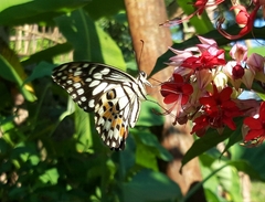 Papilio demoleus