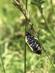 Rhyssocephala
