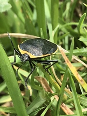 Rhyssocephala