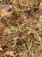 Trifolium willdenovii