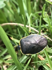 Rhyssocephala