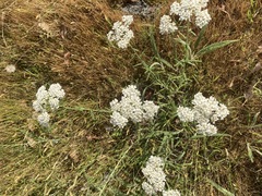 Trifolium willdenovii