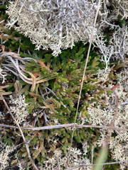 Selaginella wallacei