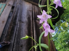 Campanula trachelium