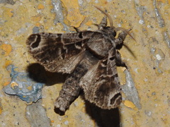 Inguromorpha arcifera