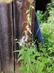 Campanula trachelium