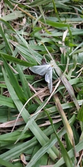 Palpita flegia