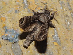 Inguromorpha arcifera