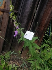 Campanula trachelium