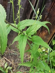 Campanula trachelium
