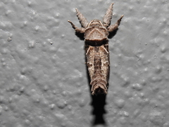 Inguromorpha arcifera