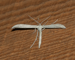 Hellinsia homodactylus