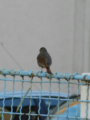 Phoenicurus ochruros