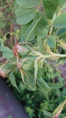 Rosa