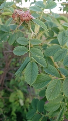 Rosa