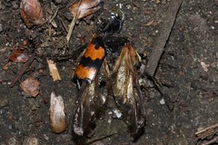 Nicrophorus vespillo