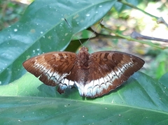 Euthalia monina