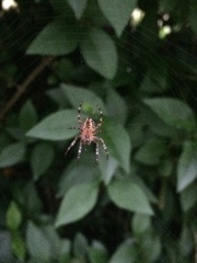 Araneus diadematus