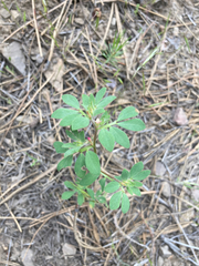 Acmispon denticulatus