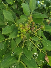 Zanthoxylum arborescens