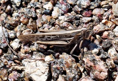 Schistocerca cancellata