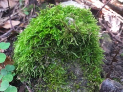 Sciuro-hypnum flotowianum