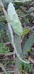Opuntia karwinskiana