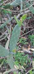 Opuntia karwinskiana