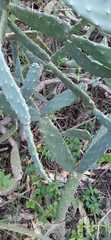 Opuntia karwinskiana