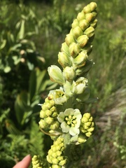 Veratrum insolitum