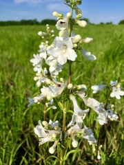 Penstemon tubaeflorus