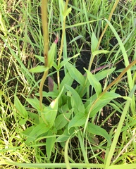 Penstemon tubaeflorus
