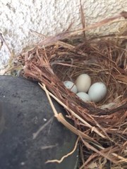 Empidonax difficilis