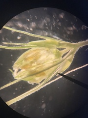 Setaria viridis major