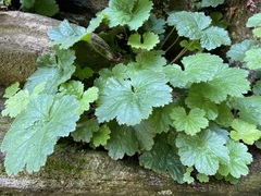 Heuchera parviflora saurensis