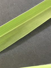 Setaria viridis major