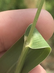 Setaria viridis major