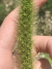 Setaria viridis major