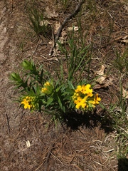 Lithospermum canescens