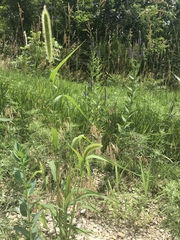 Setaria viridis major