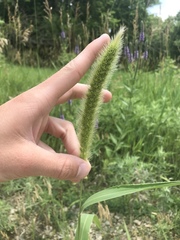 Setaria viridis major