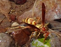 Polistes apachus