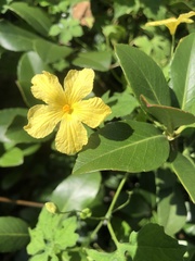 Momordica charantia image