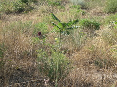 Allium atroviolaceum