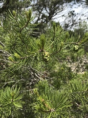 Pinus remota