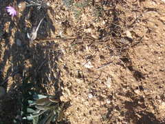 Pseudopodospermum molle