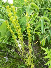 Veronica austriaca jacquinii