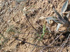 Pseudopodospermum molle