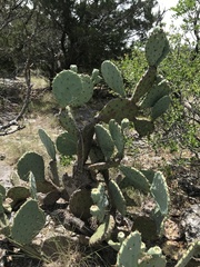 Opuntia pyrocarpa