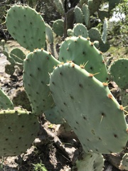 Opuntia pyrocarpa